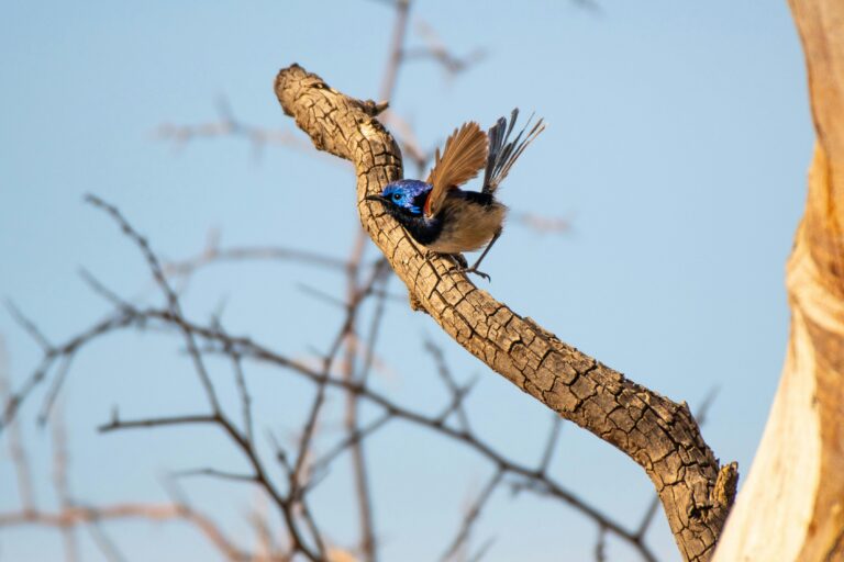 purple backed fairy Wren