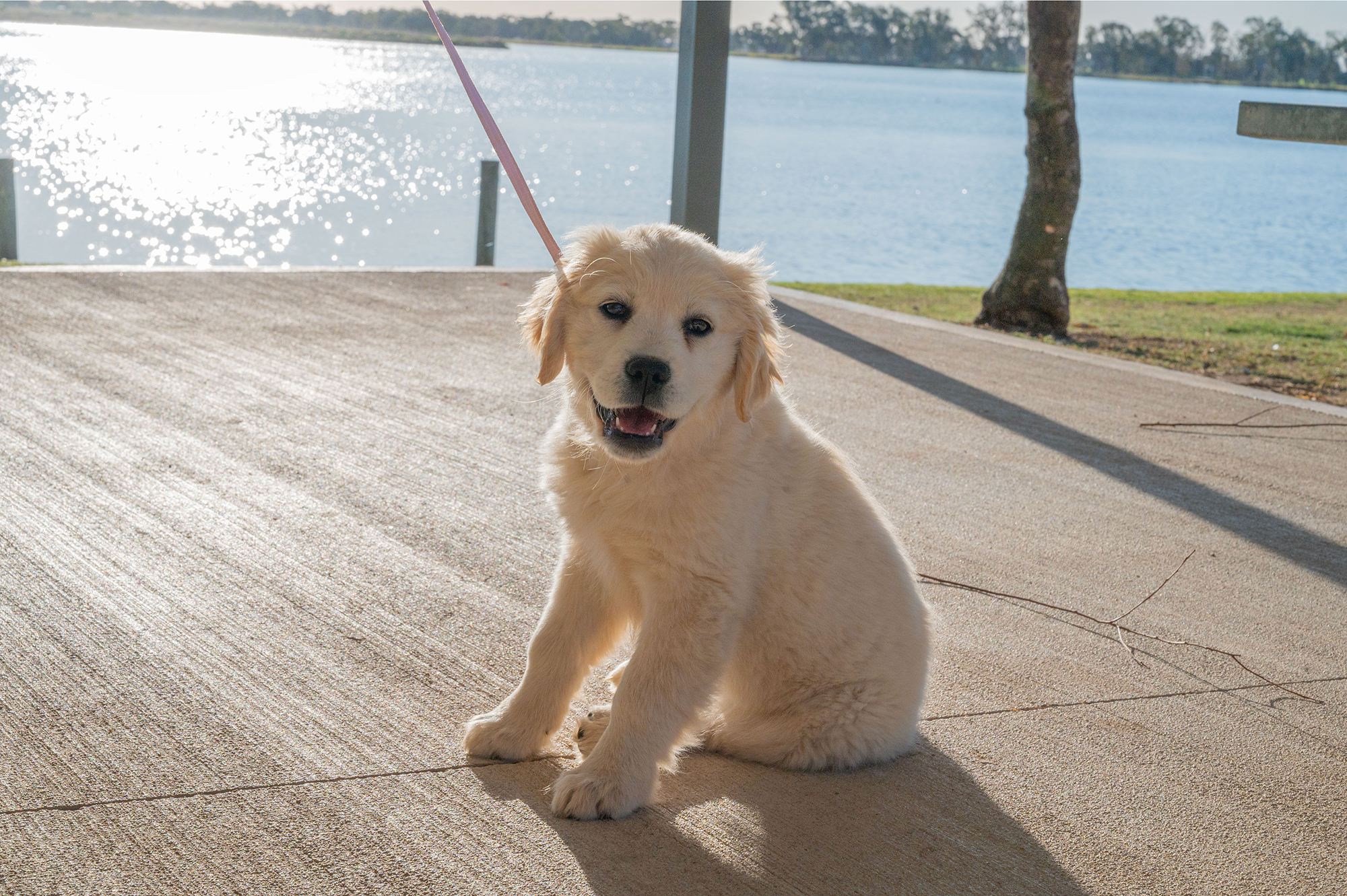 Puppy walking along Gum Bend Lake