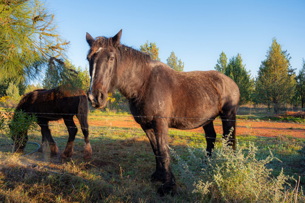 Horses