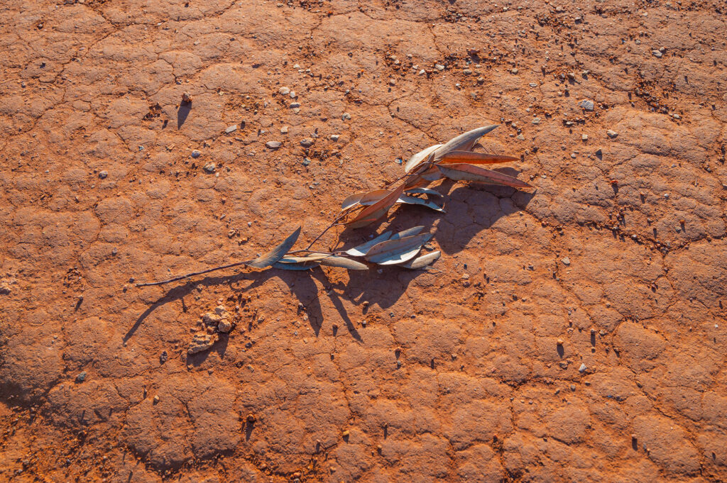 red dirt dry leaves
