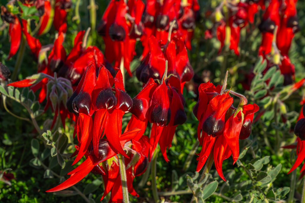 Swainsona formosa, sturt's desert pea