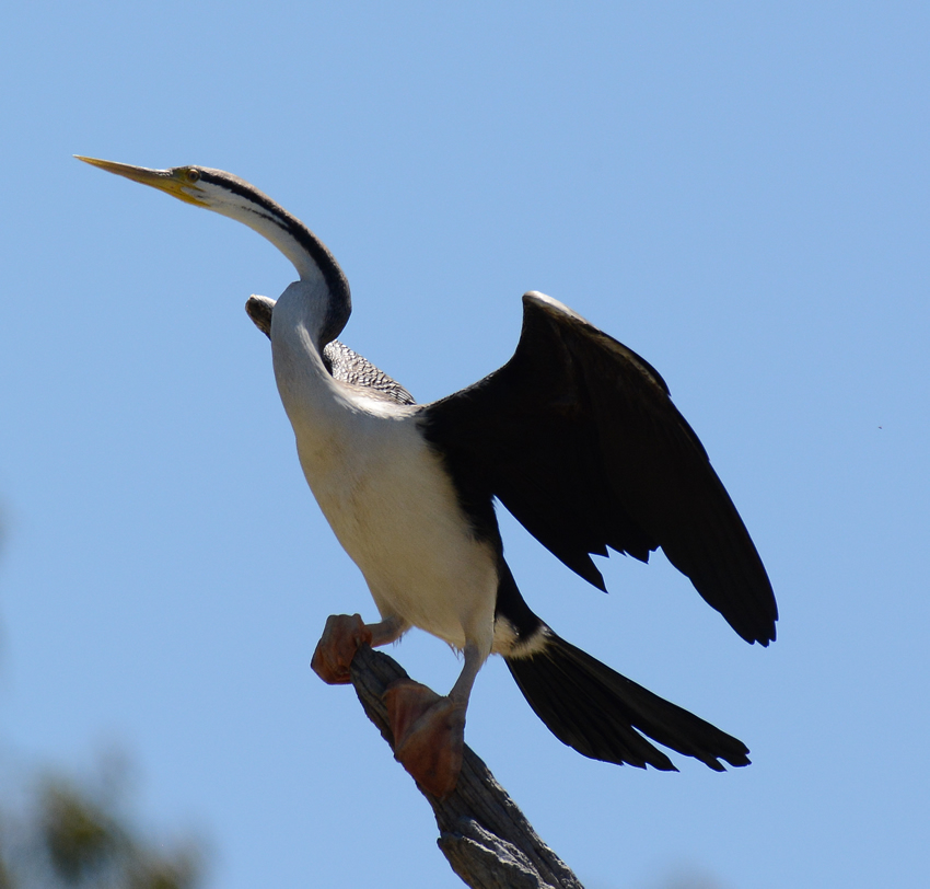Darter Bird