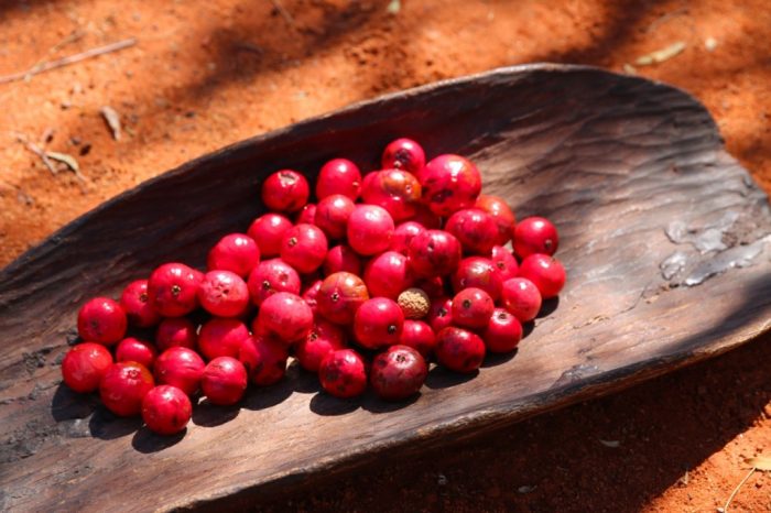 Indigenous Food - quandongs bushtomatoes