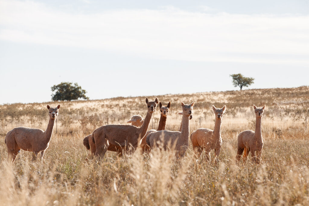 Llamas of Condobolin