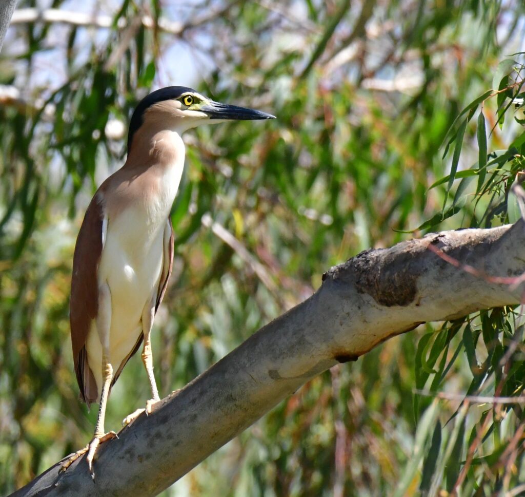 Nankeen Night Herron