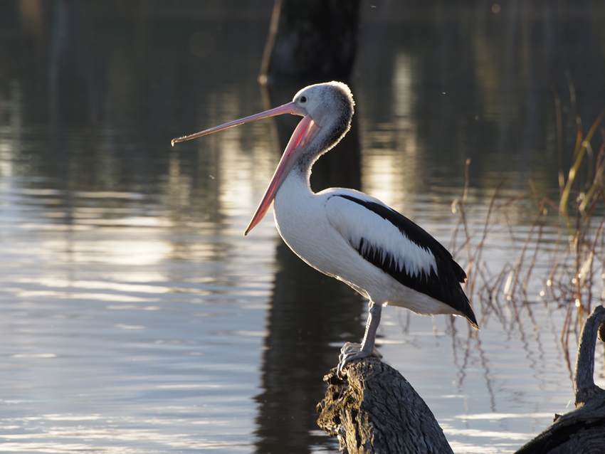 Pelican