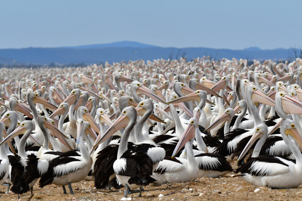Pelican Colony