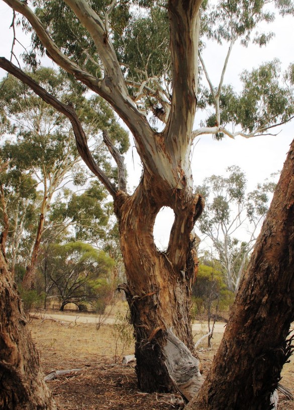 Indigenous Ring tree