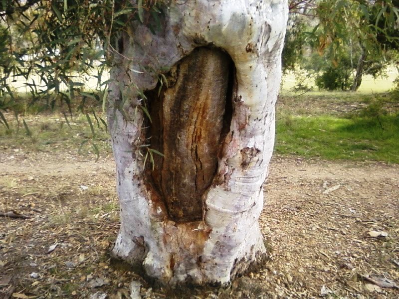 Scarred tree