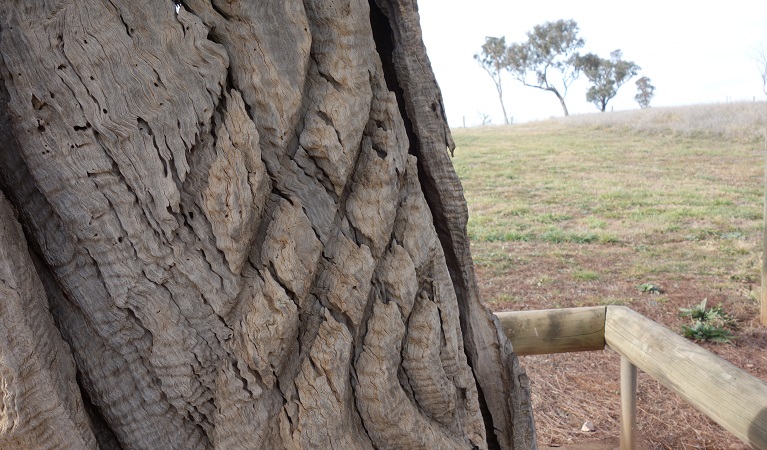 Scarred tree