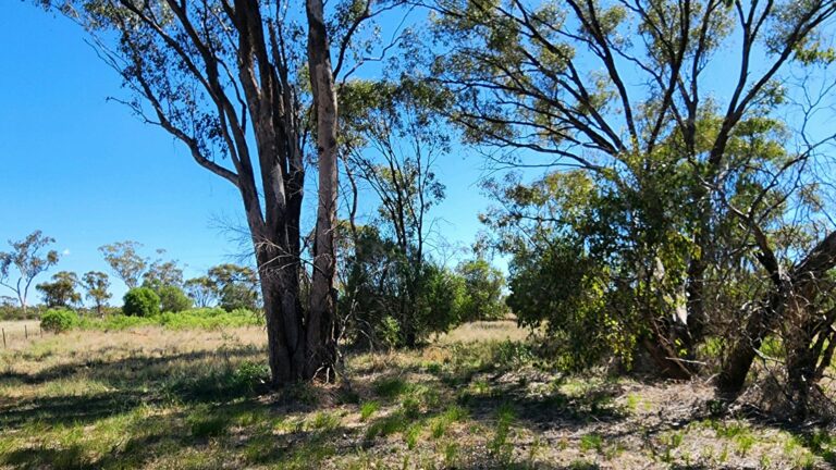 Bonnie Downs