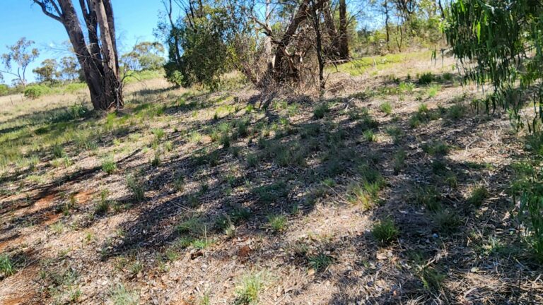 Bonnie Downs