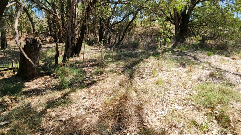 Bonnie Downs