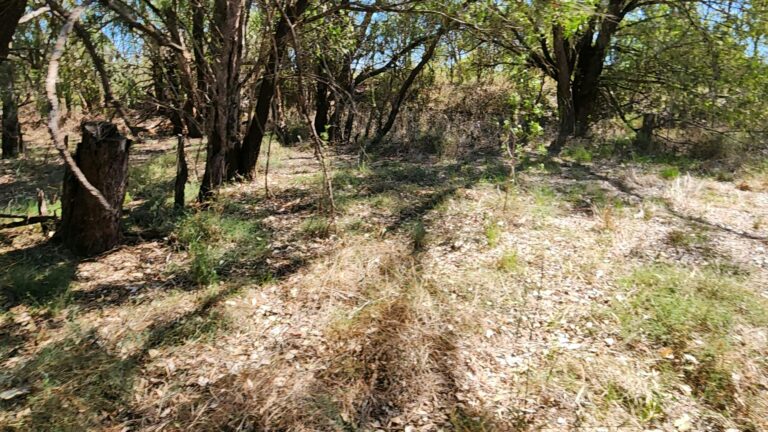 Bonnie Downs